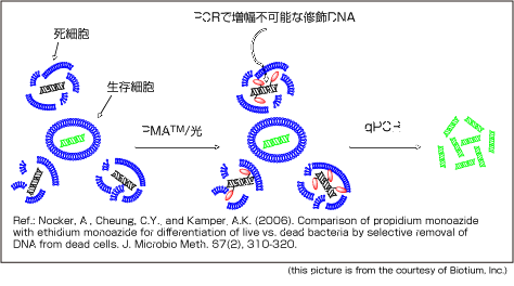 PMA光解儀在活菌檢測中的應(yīng)用 